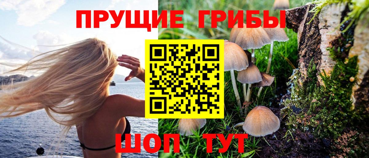 Псилоцибиновые грибы Psilocybine cubensis Калининград